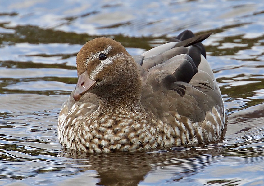 Wood-duck_courtesy of Eleanor Dilley_RVOTDS