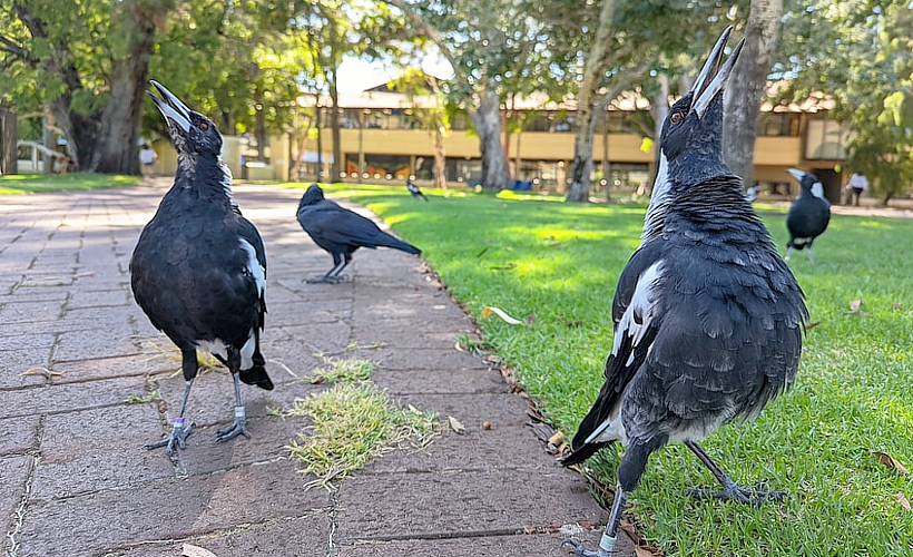 magpie-research-Cr-Alicia-Bridges