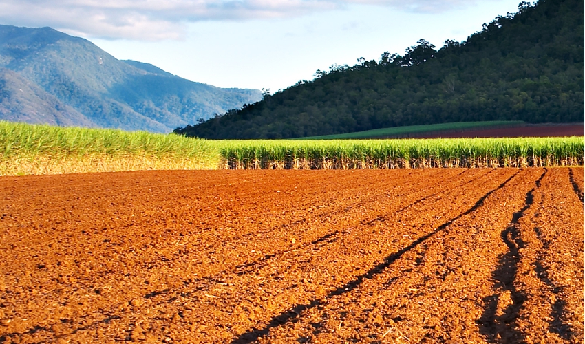 ploughed-canefield_© Glenn Jenkinson_dreamstime_CROPPED2