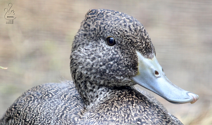 Freckled-duck_courtesy-Eleanor-Dilley