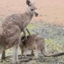 Mother-roo-feeding-joey_Injustice-chapt-pro-observations_©MariaTAYLOR