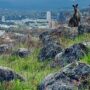 kangaroo_Red-Hill-Canberra_cr-Jane-Robertson