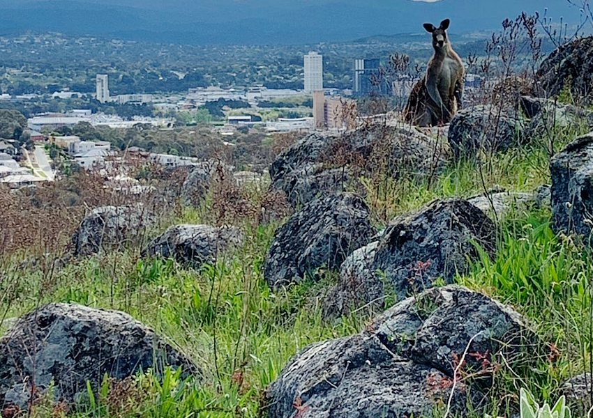 kangaroo_Red-Hill-Canberra_cr-Jane-Robertson