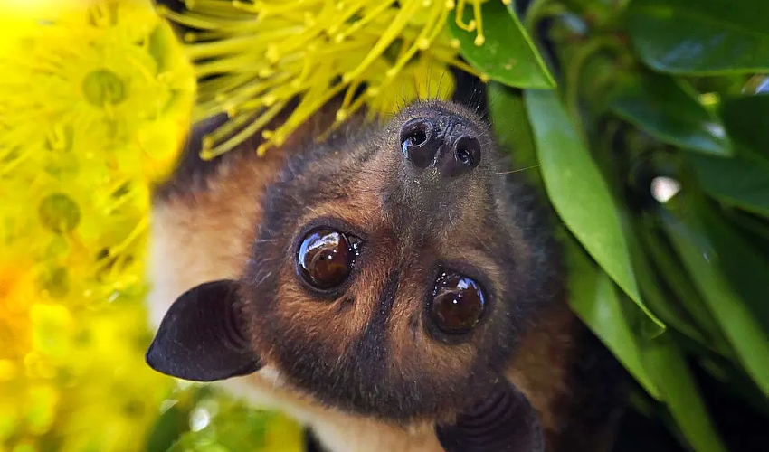 spectacled-flying-fox-InigoMerriman_Conversation_July2020