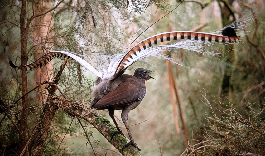 SUPERB-LYREBIRD-crAlexMaisey