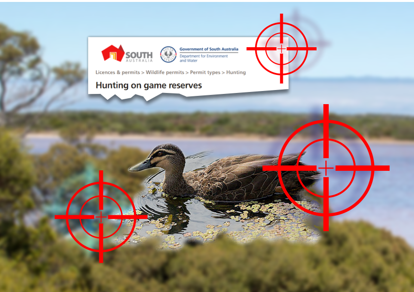 South-Aust-duck-shooting-season-2021